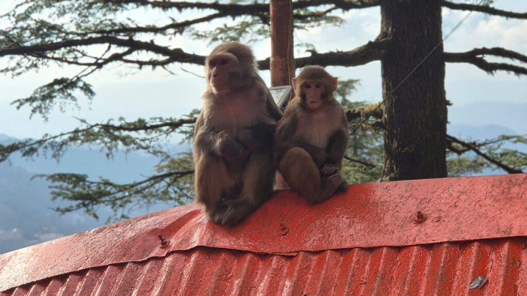 Visitors entering Jakhu Temple during morning darshan timings