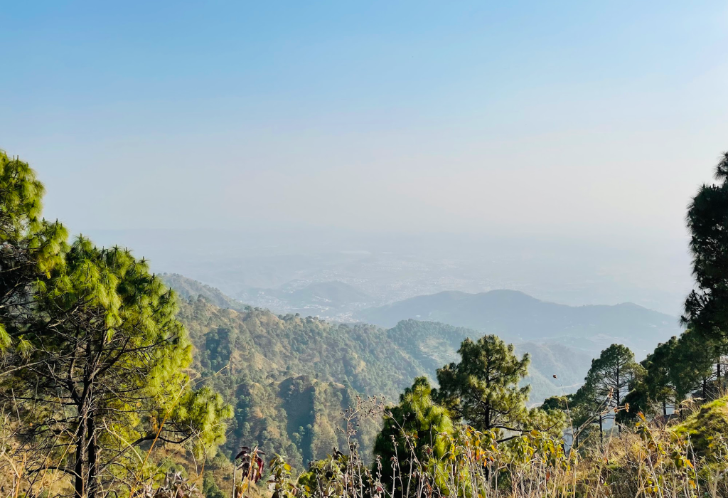 Pine and oak forest along the Gilbert Trail nature walk in Kasauli
