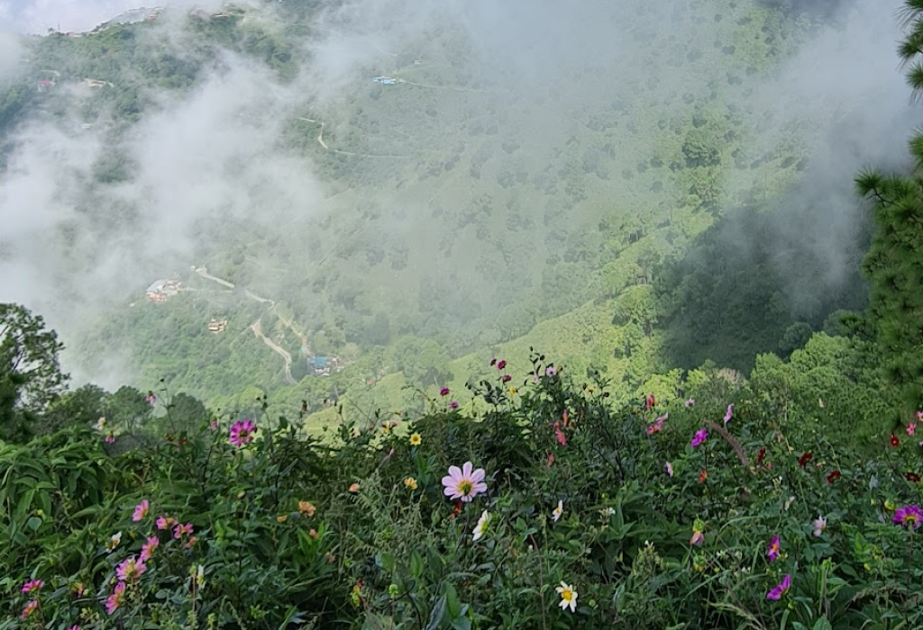 Early morning mist drifting through pine trees on a quiet Kasauli lane